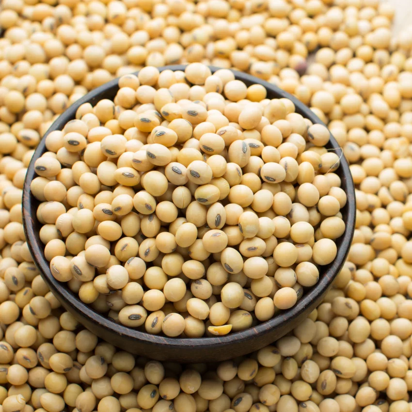 Soybean Seeds